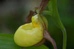 Greater yellow lady's slipper